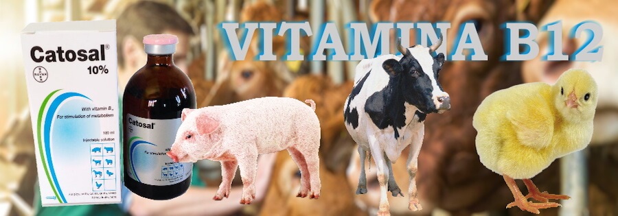 Catosal bayer vitamina b12 homelab price