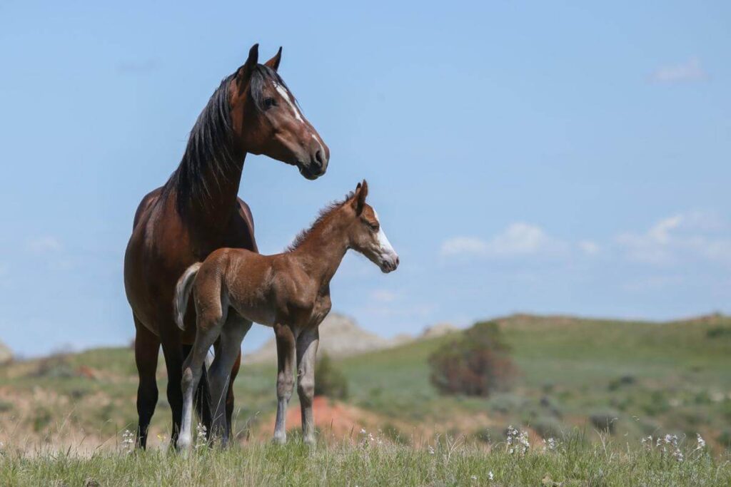 Horses, fenbendazole, helmintazole, homelab