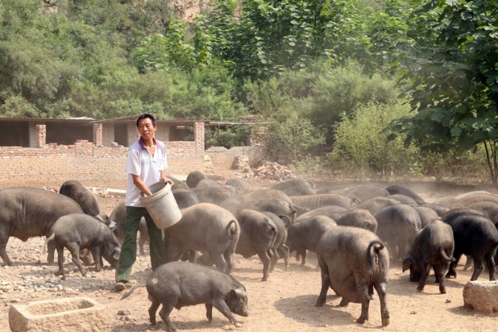 vietnamese pigs feeding