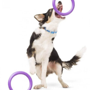 for dogs for sale buy online