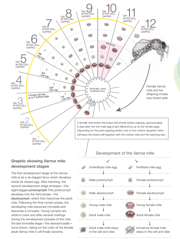Varroa mites