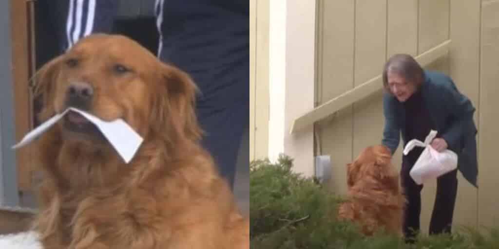 Dog delivers food during Covid-19