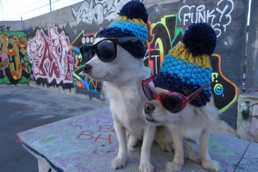 urban dogs