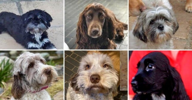 Seventeen dogs and puppies were stolen from a kennels (Picture: SWNS)