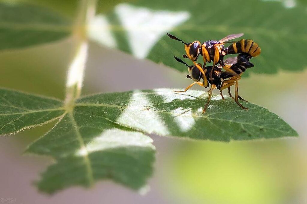 bees aren’t having sex in the heat