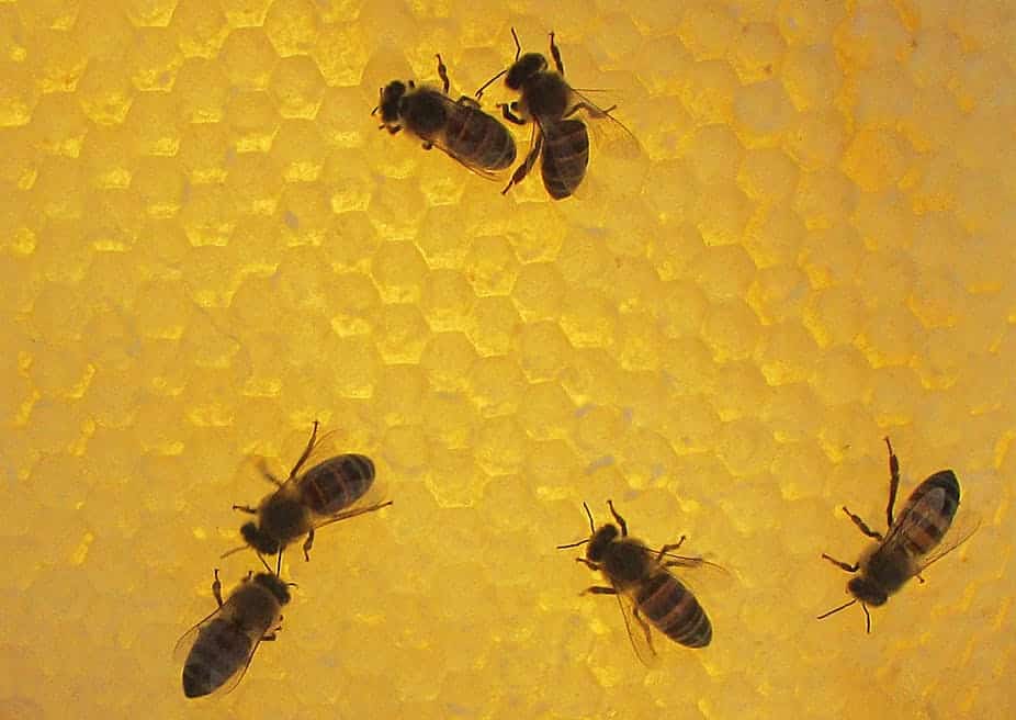 honeybees