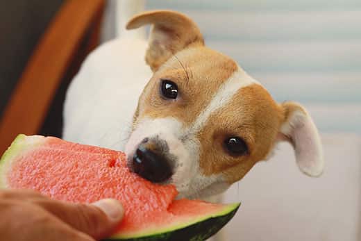 jack-russell-terrier-eats-watermelon