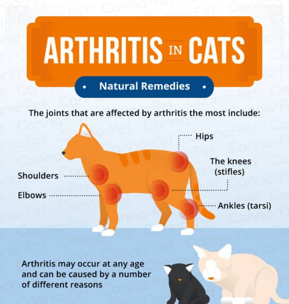 Cat Arthritis Medications
