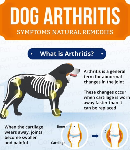 Dog Arthritis Medications