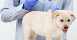 puppy vaccinations at home