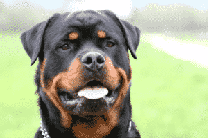 Rottweiler Dog