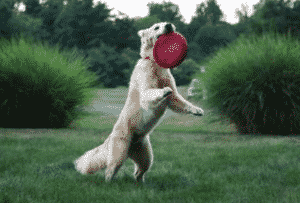 Golden Retriever training