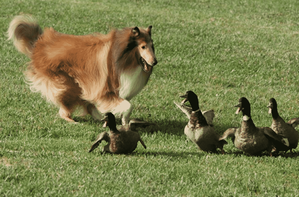 Collie dog breed information