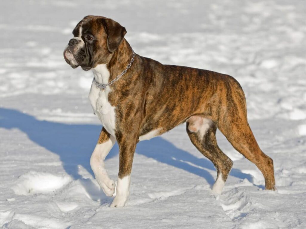 boxer dog breed