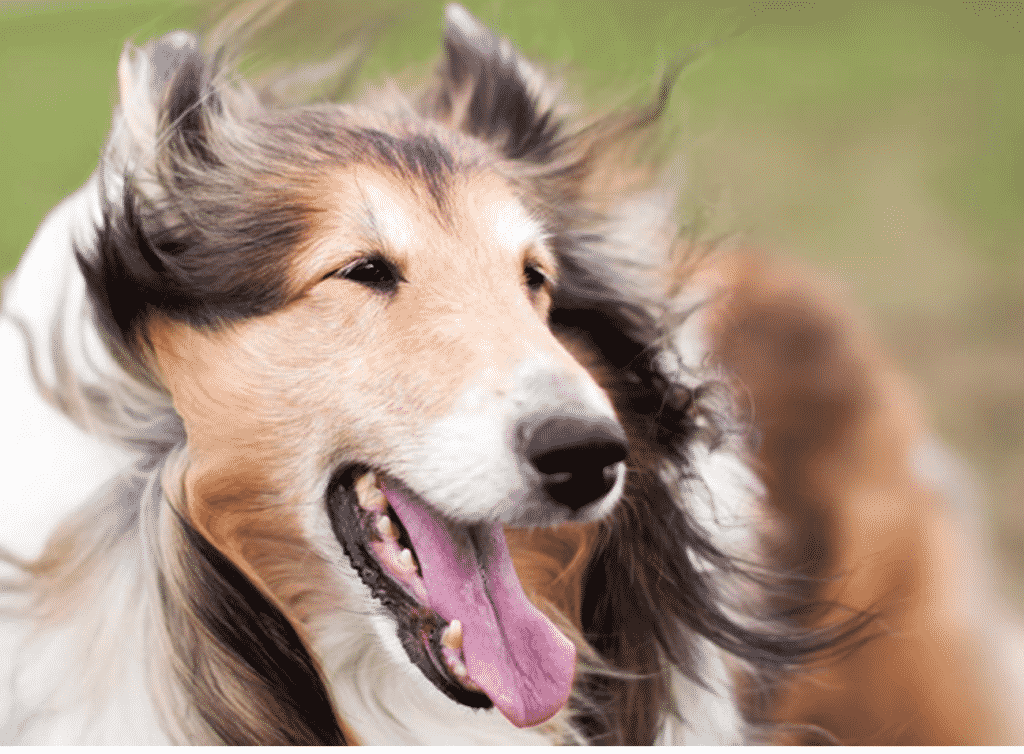collie dog breed