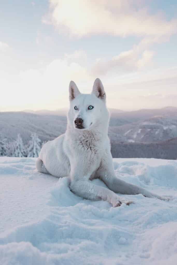 white husky