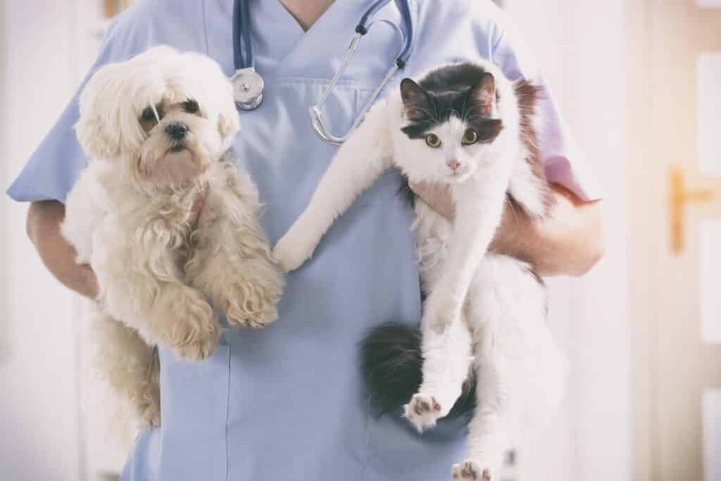 hookworms and pets